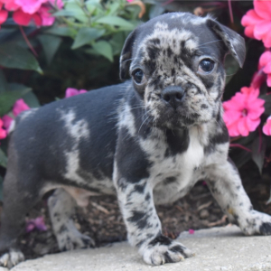 Frenchton Puppy Oreo