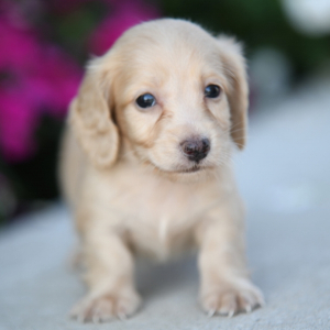 Dachshund Puppy Jax