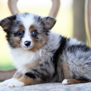Australian Shepherd Puppy Truly