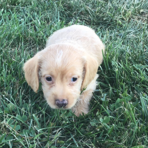 Doxiepoo Puppy Lanzo
