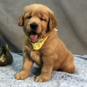 Golden Retriever Puppy Ruby