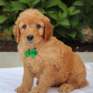 Goldendoodle Puppy Link