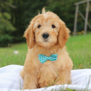 Goldendoodle Puppy Jaxon