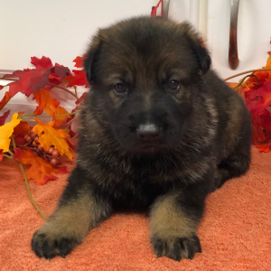 German Shepherd Dog Puppy Justice