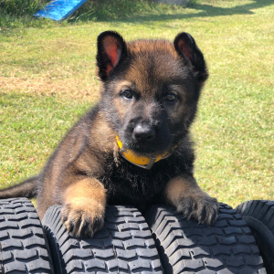 German Shepherd Dog Puppy Justice