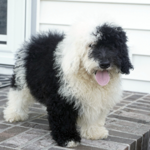 Sheepadoodle Puppy Henry