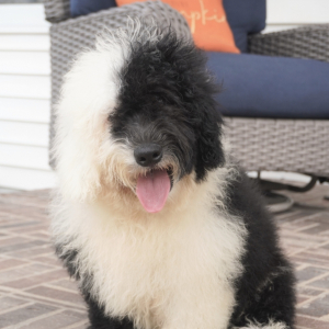 Sheepadoodle Puppy Henry