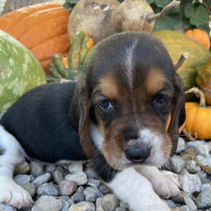 Basset Hound Puppy River