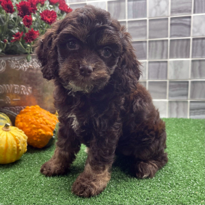Cockapoo Puppy Bailee