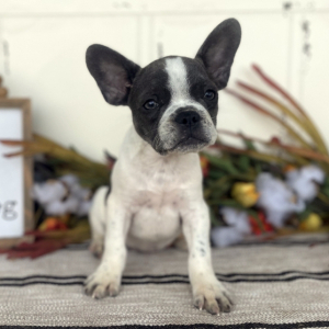 French Bulldog Puppy Kiwi