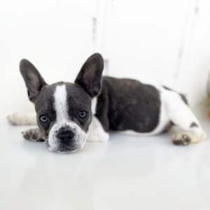 French Bulldog Puppy Kiwi