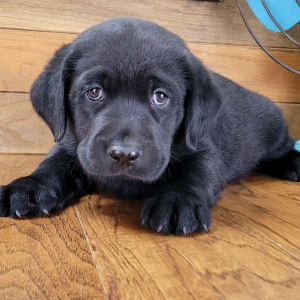Labrador Retriever Puppy Benji
