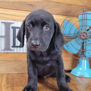 Labrador Retriever Puppy Benji