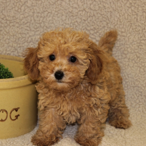 Poodle Puppy Tia