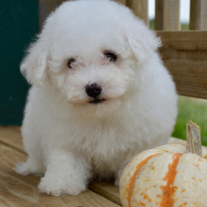 Bichon Frise Puppy Maci