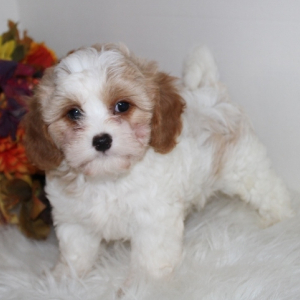 Cavapoo Puppy Leo