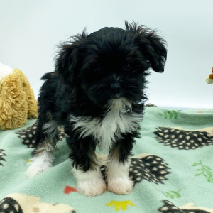 Havanese Puppy Louise