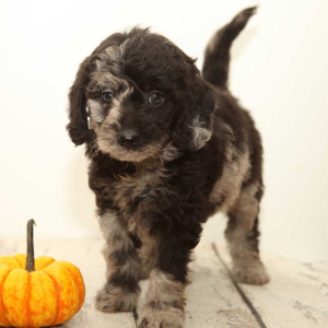 Goldendoodle Puppy Macadoodle