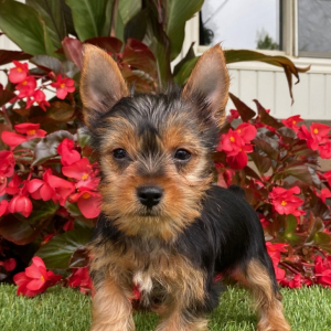 Yorkshire Terrier Puppy Dusty