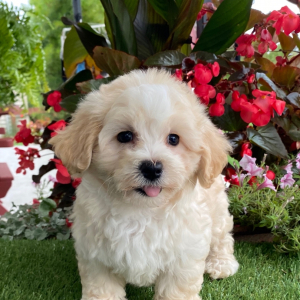 Havanese Puppy Heather