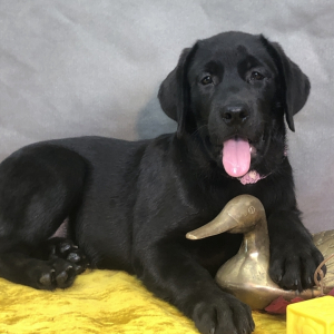 Labrador Retriever Puppy Millow
