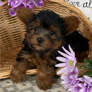 Yorkiepoo Puppy Lilly