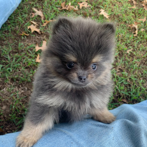 Pomeranian Puppy Jonah