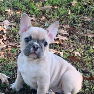 French Bulldog Puppy Henrietta