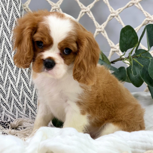 Cavalier King Charles Spaniel Puppy Orlena
