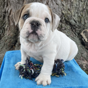 Bulldog Puppy Maddox