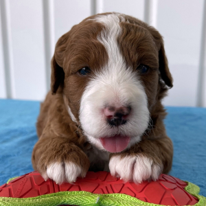Labradoodle Puppy Baxter