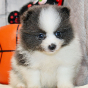 Pomeranian Puppy Delilah