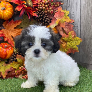 Shichon Puppy Chloe