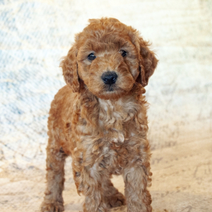 Goldendoodle Puppy Ruby