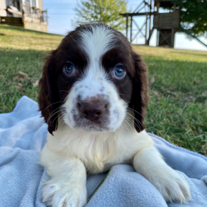 English Springer Spaniel Puppy Meryll