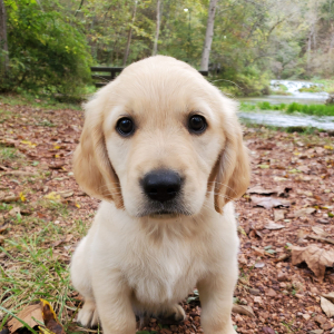Golden Retriever Puppy Maxwell