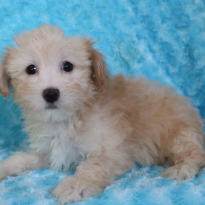 Maltipoo Puppy Randy