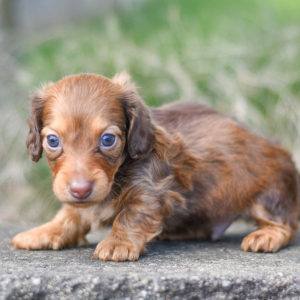 Dachshund Puppy Farley