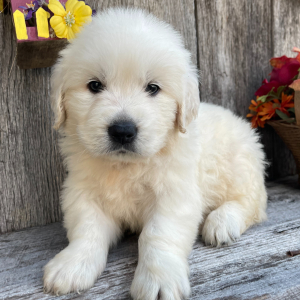 Golden Retriever Puppy Daniel