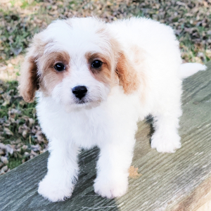 Cavapoo Puppy Simon