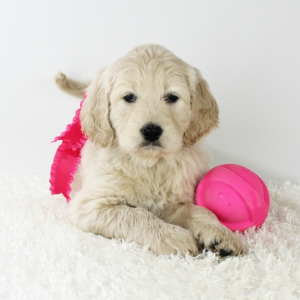 Goldendoodle Puppy Polly