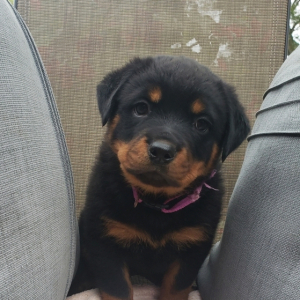 Rottweiler Puppy Elsa