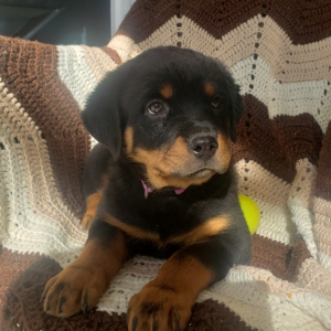 Rottweiler Puppy Elsa