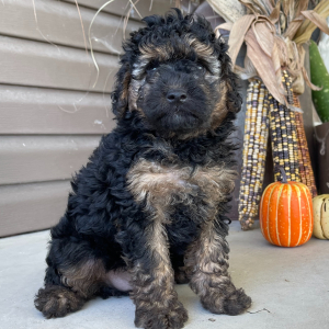Goldendoodle Puppy Isador