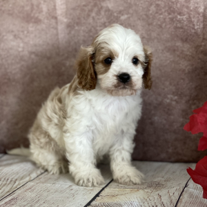 Cavapoo Puppy Bruno