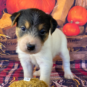 Jack Russell Terrier Puppy Mary