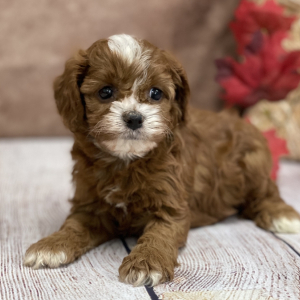 Cavapoo Puppy Gunner