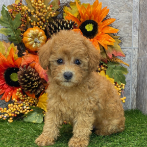 Poodle Puppy Jed