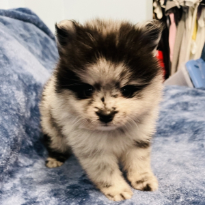 Pomeranian Puppy Thor