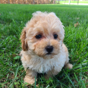 Poodle Puppy Mr Ian